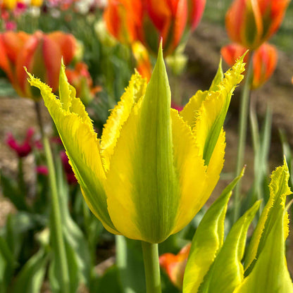 Tulip 'Green Mile'
