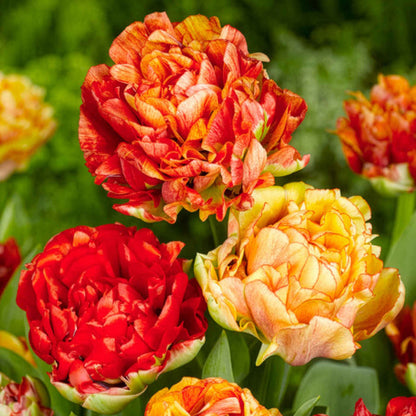 Tulip 'Gudoshnik Double'