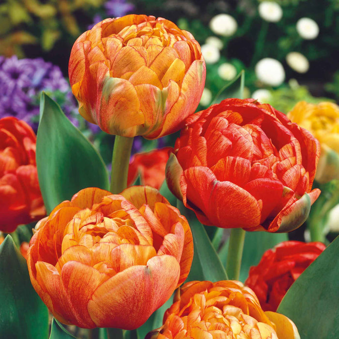 Tulip 'Gudoshnik Double'