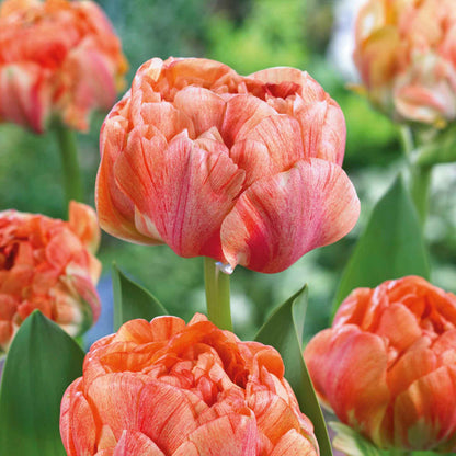 Tulip 'Gudoshnik Double'