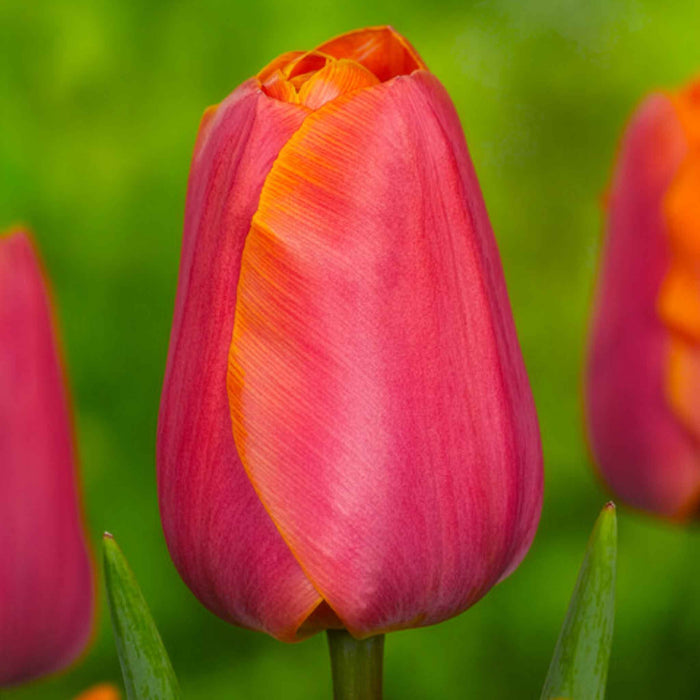 Tulip 'Jimmy'