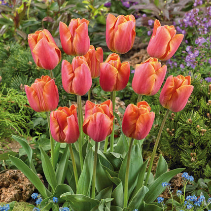 Tulip 'Jimmy'