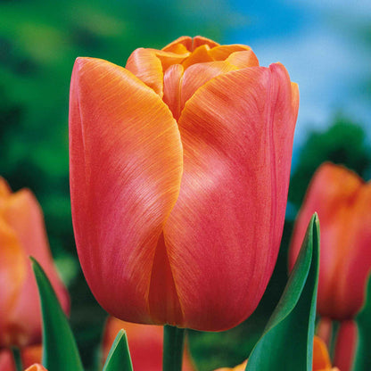 Tulip 'Jimmy'