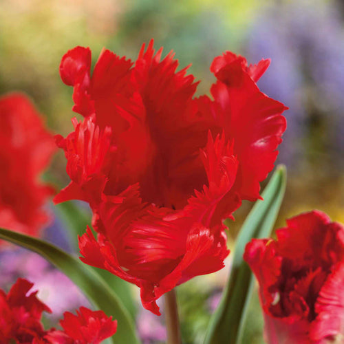 Tulip 'Parrot Garden Fire'