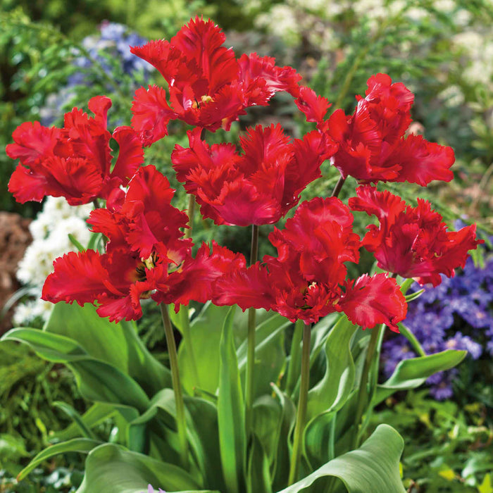Tulip 'Parrot Garden Fire'