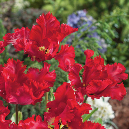Tulip 'Parrot Garden Fire'