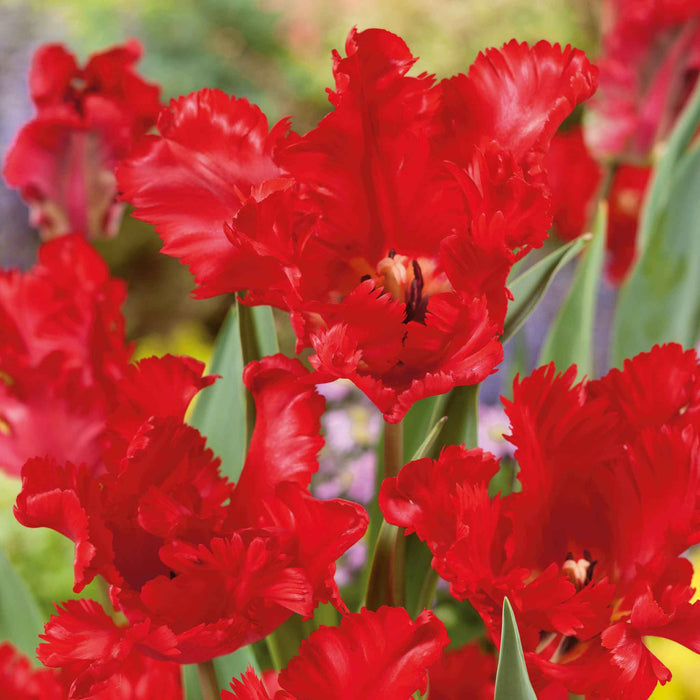Tulip 'Parrot Garden Fire'