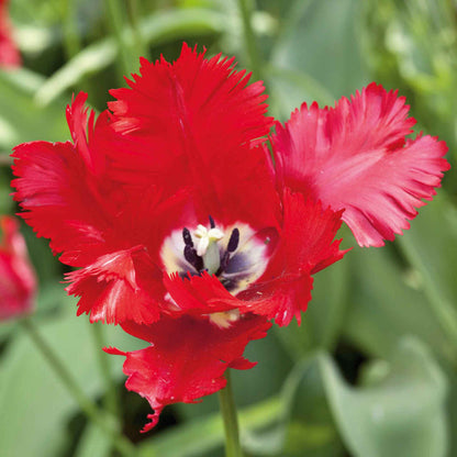 Tulip 'Parrot Garden Fire'