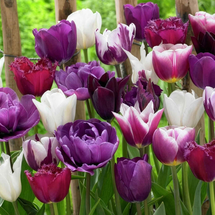 Tulip 'Picture Purple Mix'