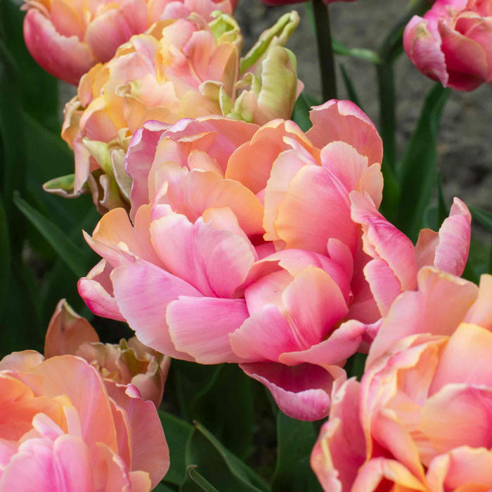 Tulip 'Pink Star'