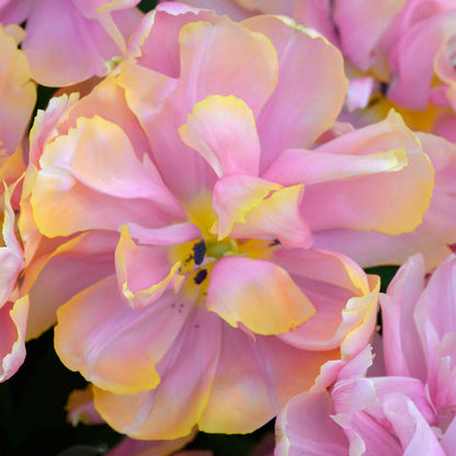 Tulip 'Pink Star'