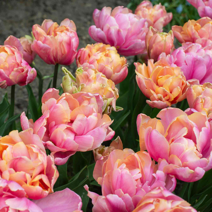 Tulip 'Pink Star'