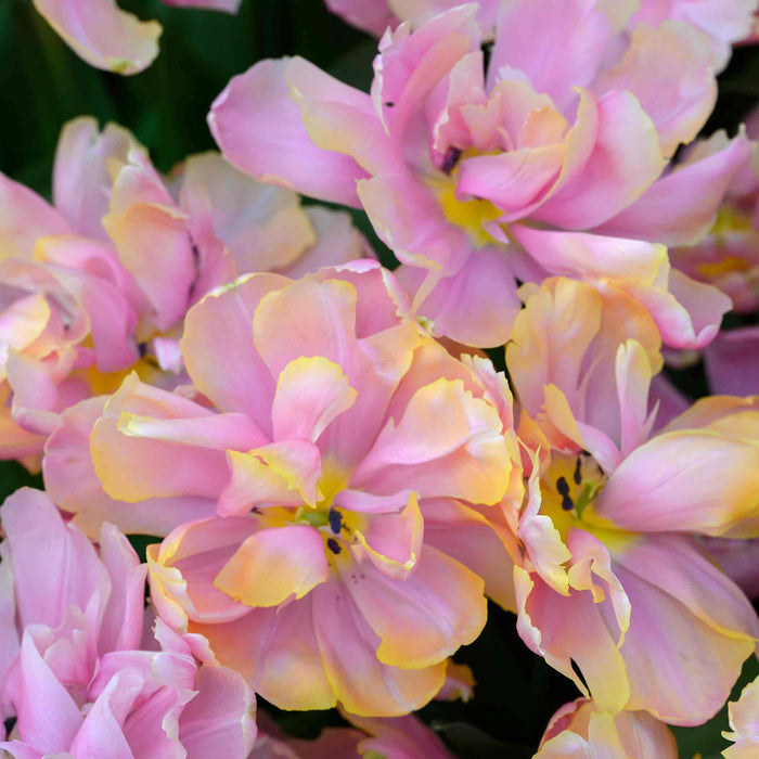 Tulip 'Pink Star'