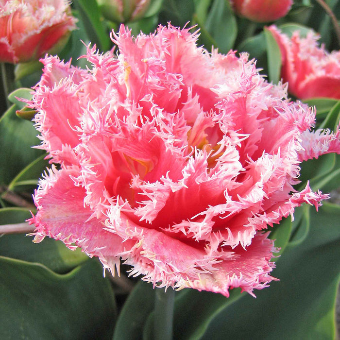 Tulip 'Queensland'