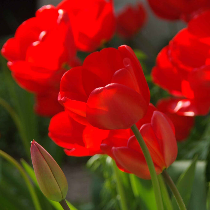 Tulip 'Red Impression'