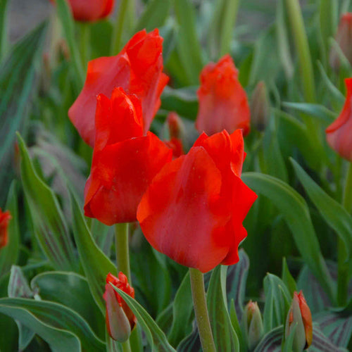 Tulip 'Red Riding Hood'