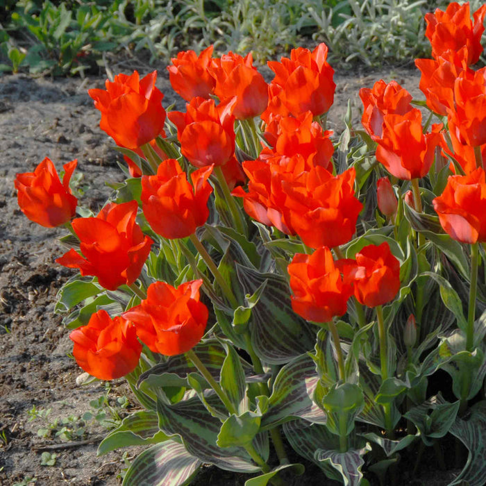 Tulip 'Red Riding Hood'