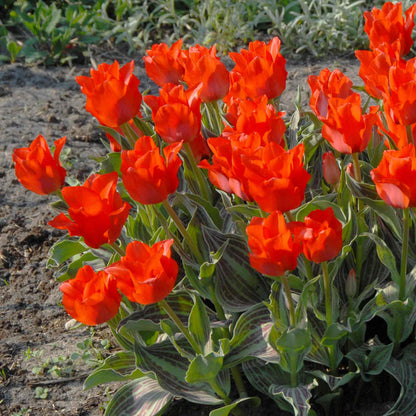 Tulip 'Red Riding Hood'