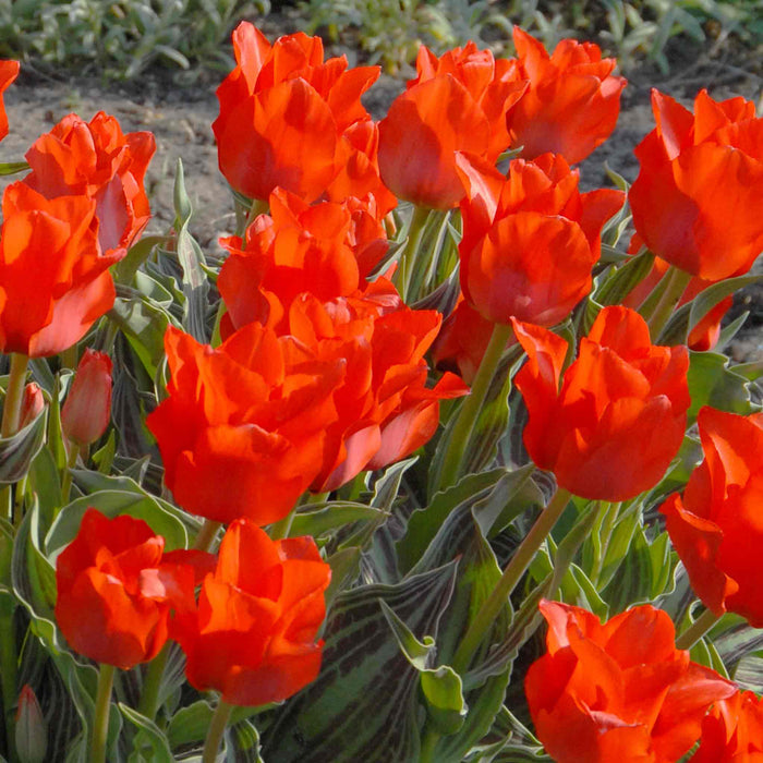 Tulip 'Red Riding Hood'