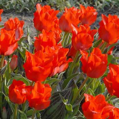 Tulip 'Red Riding Hood'