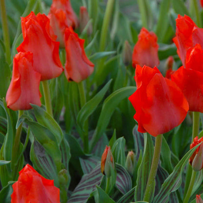 Tulip 'Red Riding Hood'