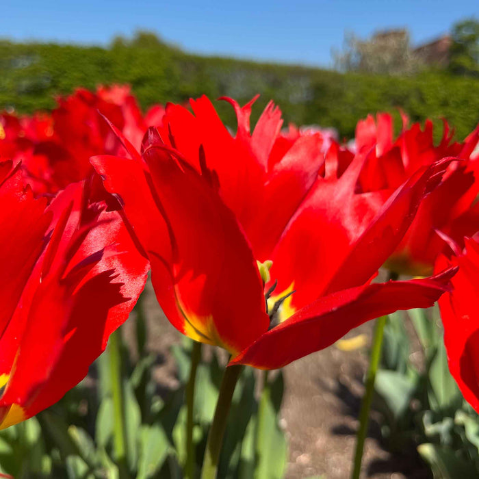 Tulip 'Robbedoes'