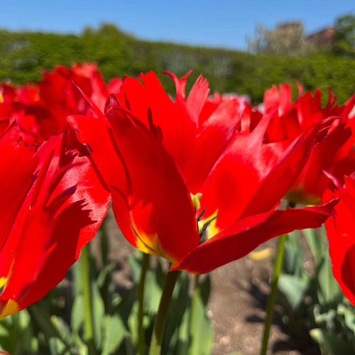 Tulip 'Robbedoes'