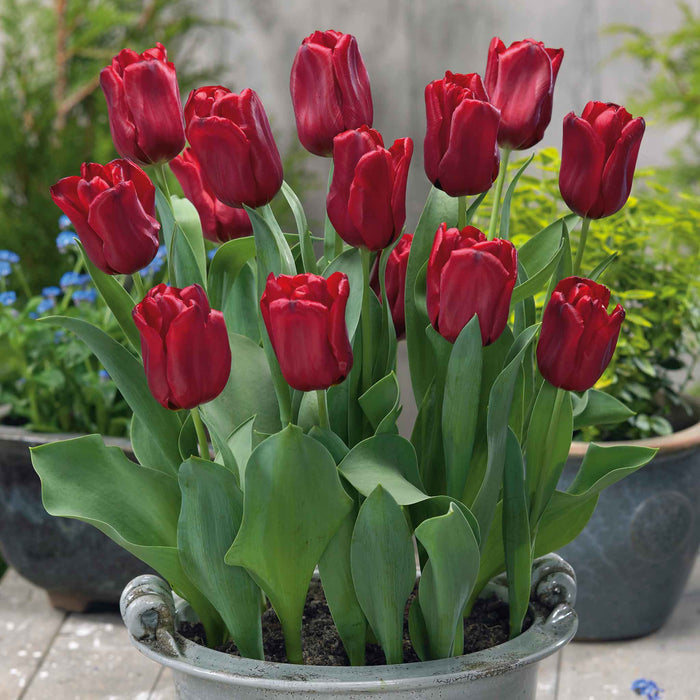 Tulip 'Seadov'