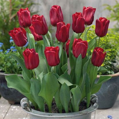 Tulip 'Seadov'