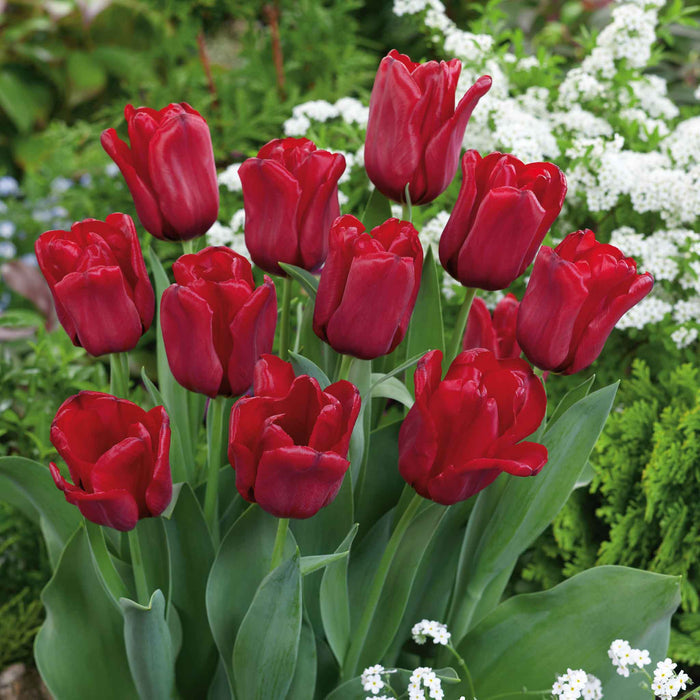 Tulip 'Seadov'