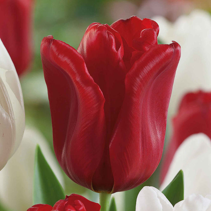 Tulip 'Seadov'