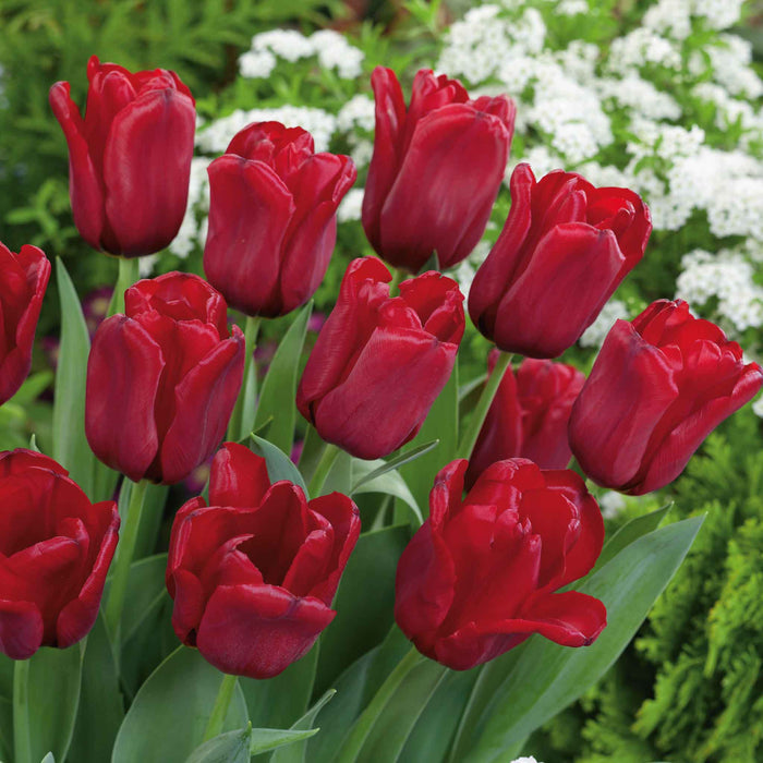 Tulip 'Seadov'