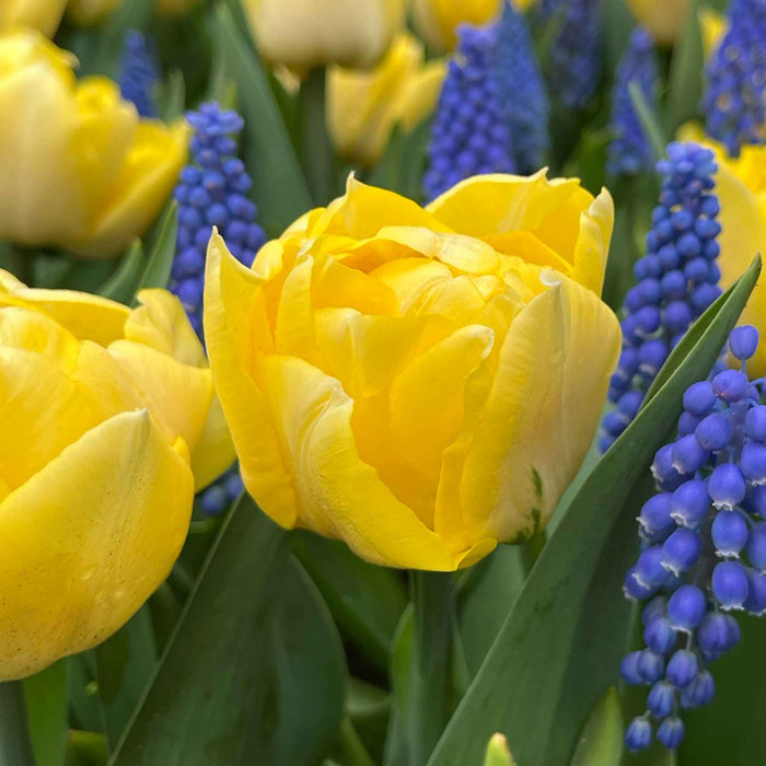 Tulip 'Secret Perfume'
