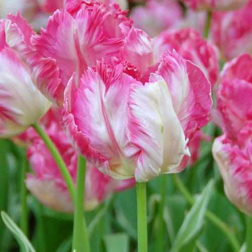 Close-up of pink and white fringed tulips with a blurred background