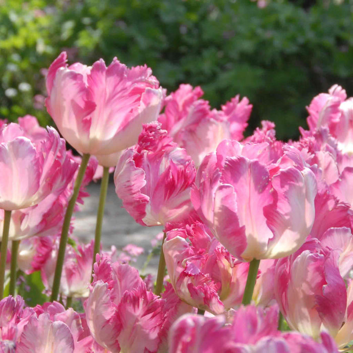 Pink and white tulips in a garden setting