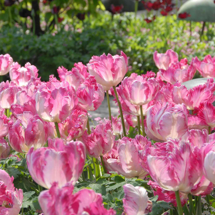 Pink and white tulips in a garden setting
