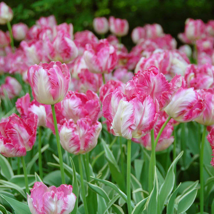 Tulip 'Silver Parrot'