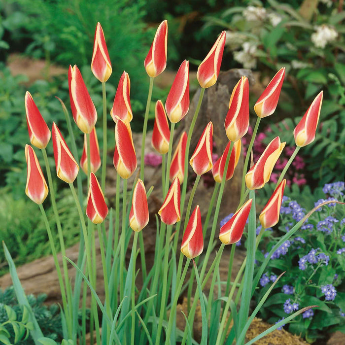 Tulip 'Tinka'