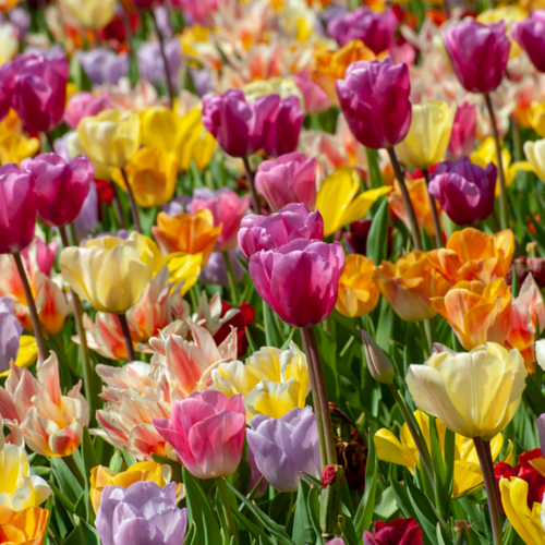 Tulip 'Triumph Mix'