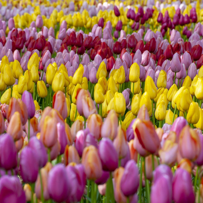 Tulip 'Triumph Mix'