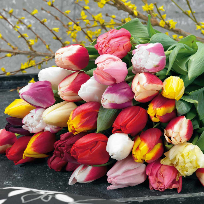 Tulip 'Triumph Mix'