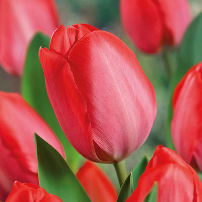 Tulip 'Van Eijk'