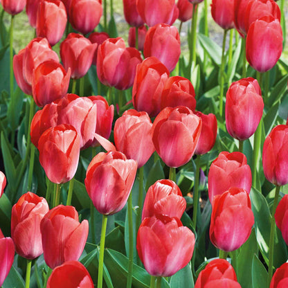 Tulip 'Van Eijk'