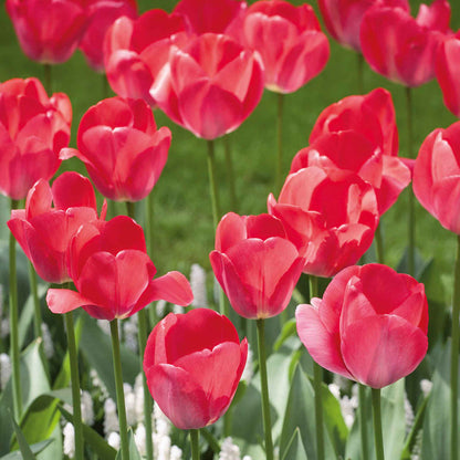 Tulip 'Van Eijk'