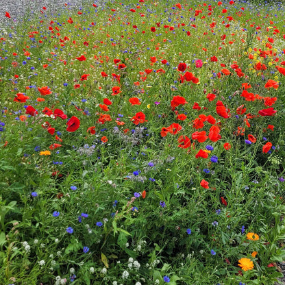 Unwins Easy Wildflower Shady Blend