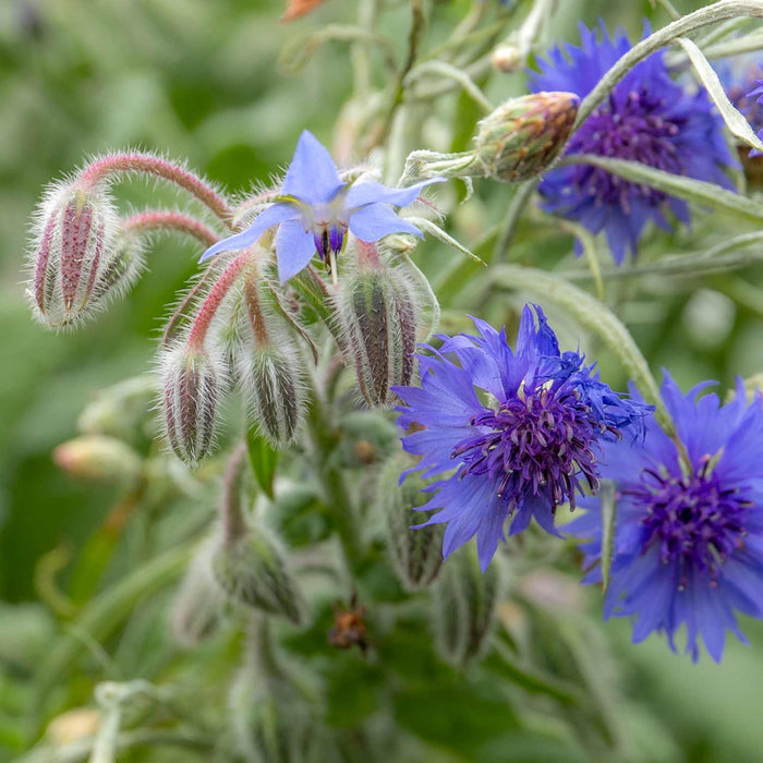 Unwins Easy Wildflower Shady Blend
