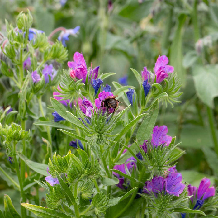 Unwins Easy Wildflower Shady Blend