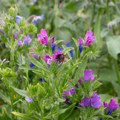 Unwins Easy Wildflower Shady Blend