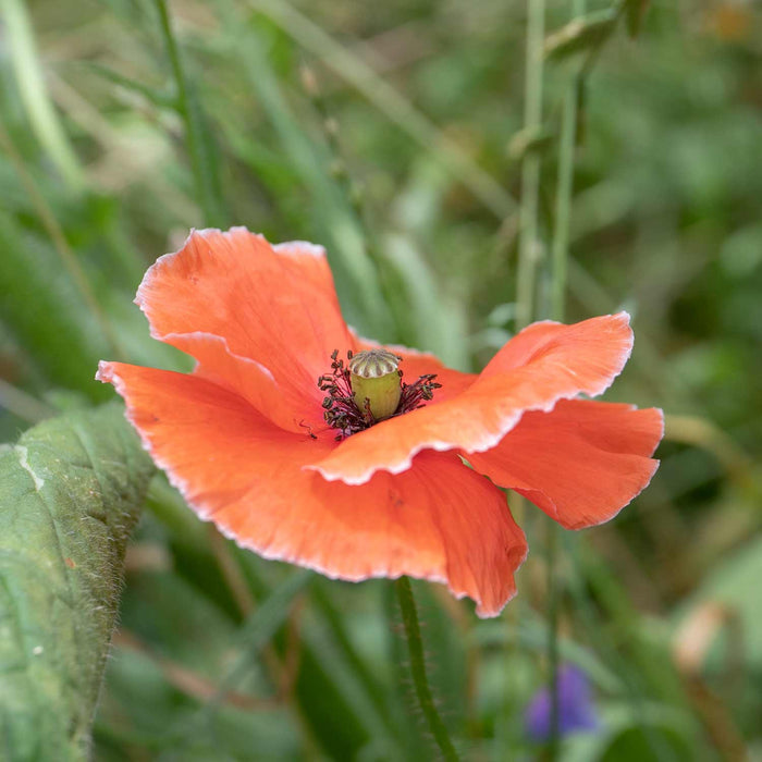 Unwins Easy Wildflower Shady Blend