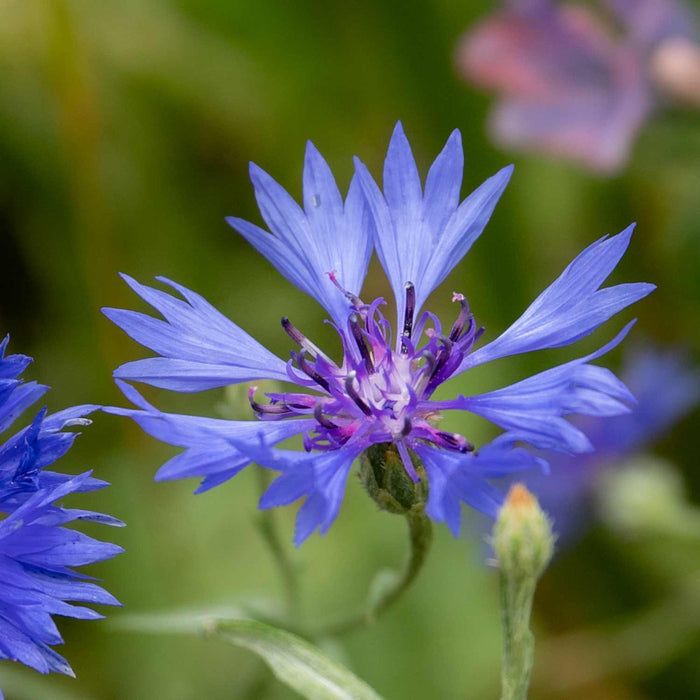 Unwins Easy Wildflower Shady Blend